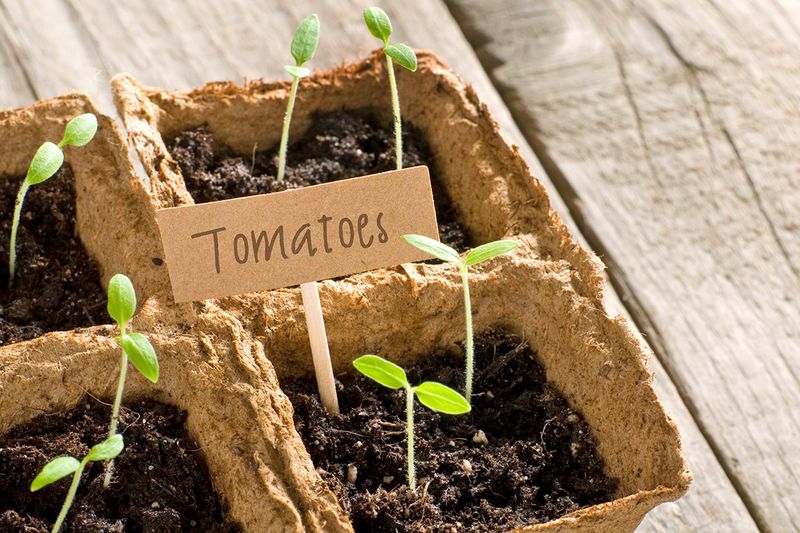 Small tomato seedlings in biodegradable seed starter pots that are labeled 'Tomatoes.'