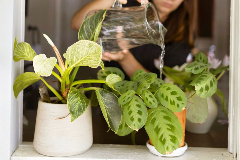 Anonymous woman watering two potted houseplants from a clear glass pitcher.