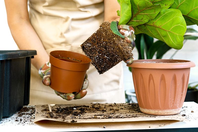 Anonymous person repotting a small fiddle leaf fig into a larger pot.