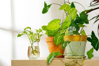 10 Low-Maintenance Houseplants That Grow in Water
