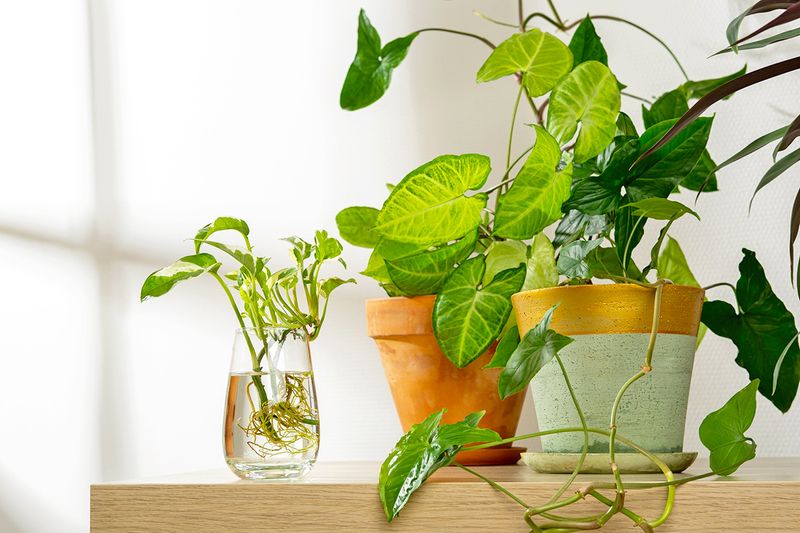 Two houseplants potted in soil and a third that's growing in a small glass of water.