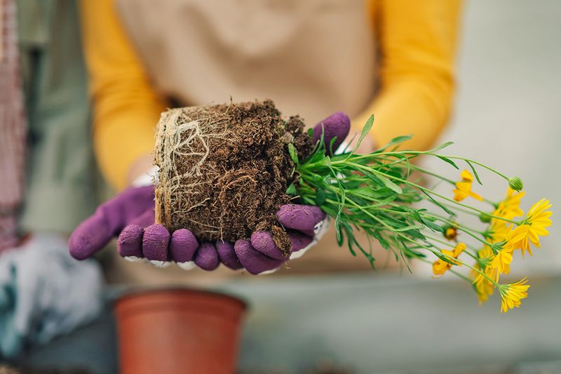 Anonymous person repotting yellow flowers and showing its root ball to the camera.