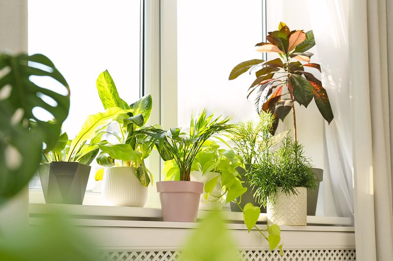 Seven potted houseplants lined up on a sunny windowsill.