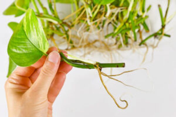 Anonymous person holding up a pothos cutting with visible roots.