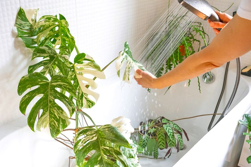 A woman watering tropical plants in a shower using a handheld shower head.