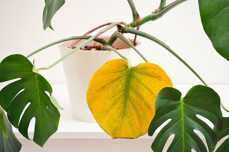 A Monstera plant in a white pot with only a few leaves, one of which is completely yellow.