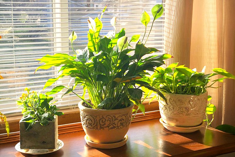 A peace lily in a large ceramic pot, flanked by two smaller potted plants.