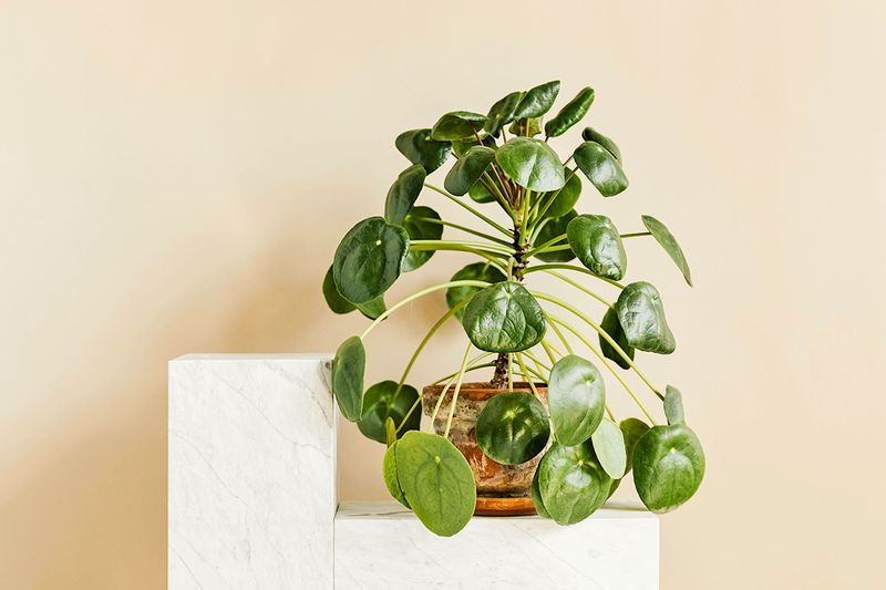 A Chinese money plant in a terra-cotta pot sitting on a marble shelf by itself.
