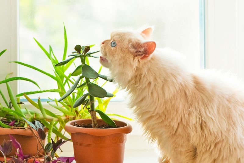 A white, long-haired cat with blue eyes about to nibble on the leaf of a jade plant.