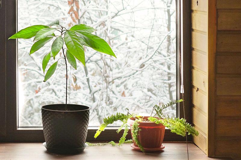 Two potted houseplants sitting in front of a window. Outside, the trees are covered in freshly fallen snow.