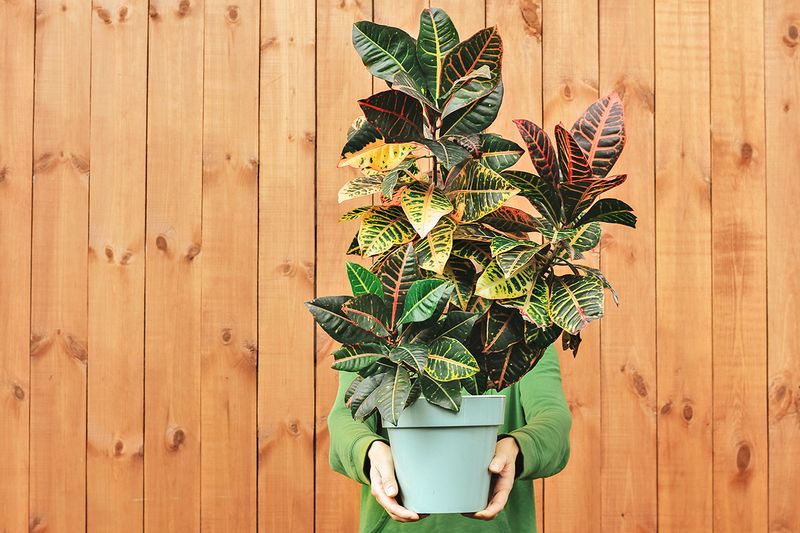 Anonymous person holding a large, potted croton. Their face is obstructed, but they are wearing a green shirt and standing in front of a wooden fence.