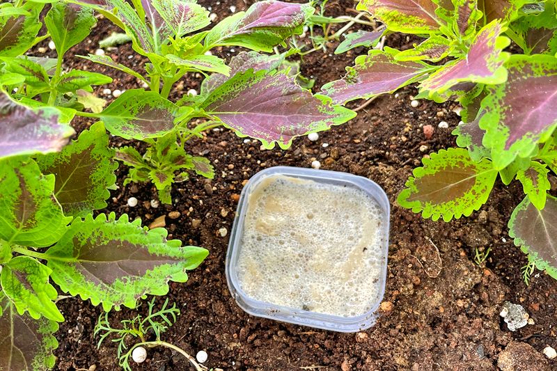 A beer trap for slugs and snails in a garden bed full of plants.
