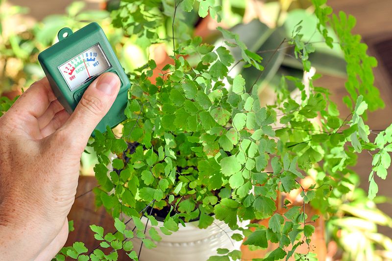 An anonymous person sticking a moisture meter into a potted maidenhair fern to see if it needs watering.
