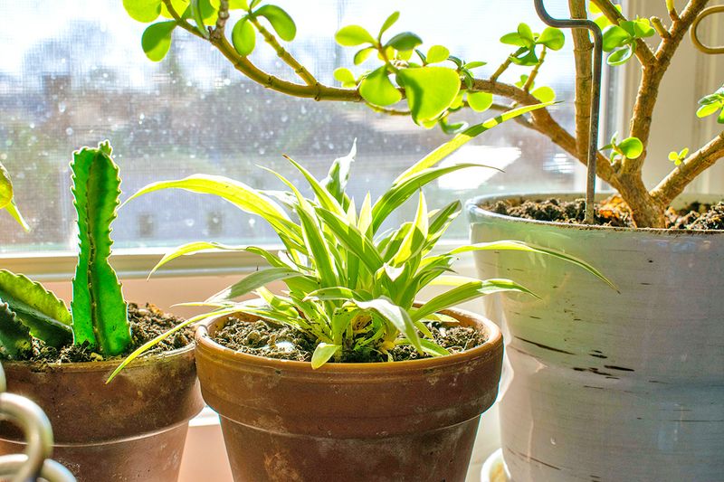 The Recycling Bin Item That Waters Your Plants for You
