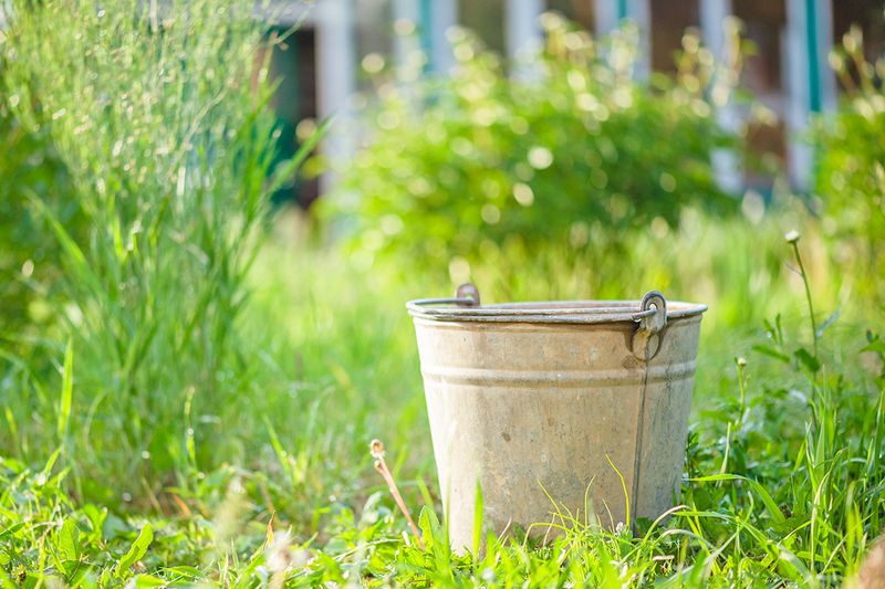 A metal bucket sitting in a lush, green garden.