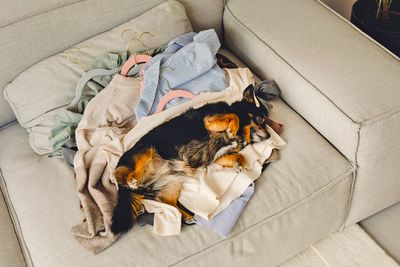 The Extra Dryer Step That Removes 2x More Pet Hair