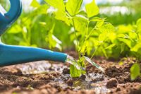 You’re Watering Your Garden Wrong (and Wasting Water)