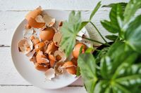 22 Kitchen Scraps You Should Never Throw Away