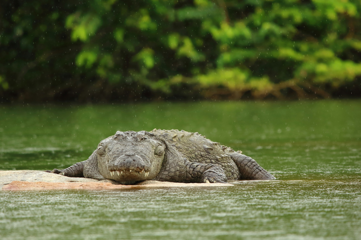 A picture of an alligator on a sandbank next to a river