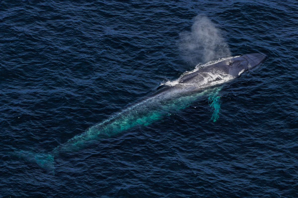 An aerial view of a blue whale spouting water above the ocean