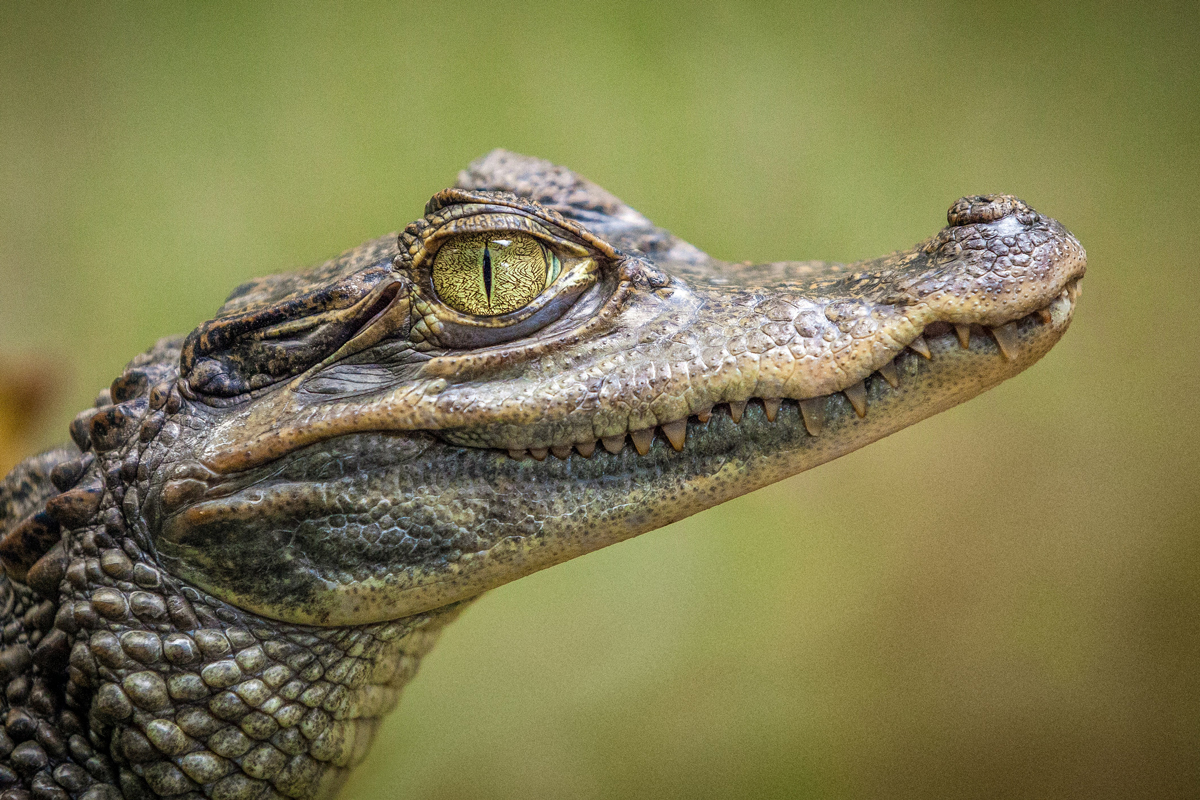 A close up of a small crocodile with a yellow eye