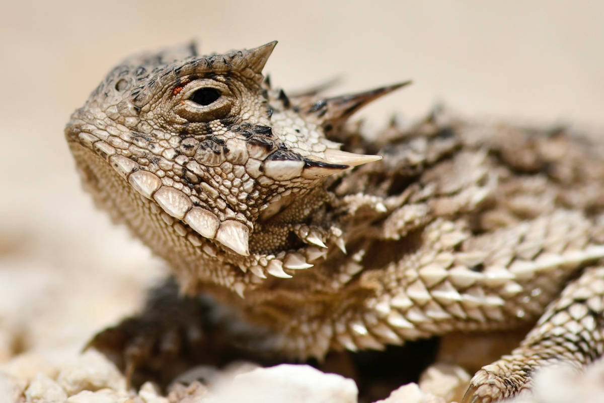 A close up image of a brown Texas Horned Lizard
