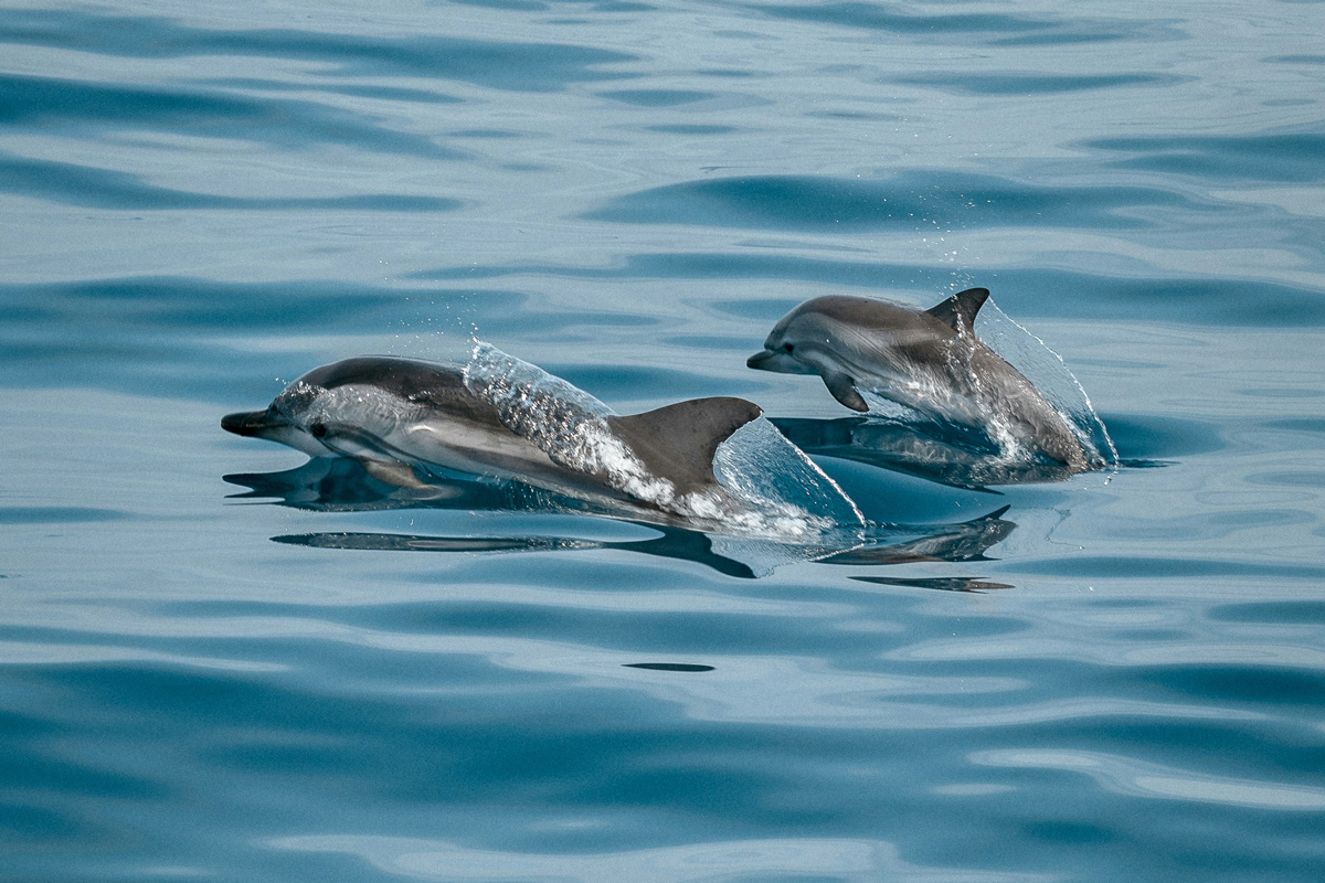 Two bottlenose dolphins skimming the surface of the ocean