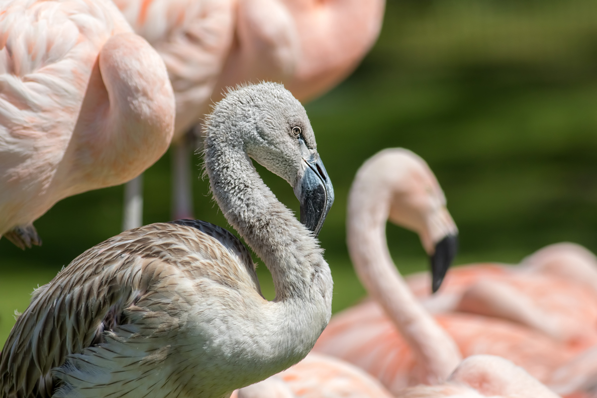 A close up image of a grey baby flamingo with pink adult flamingos in the background