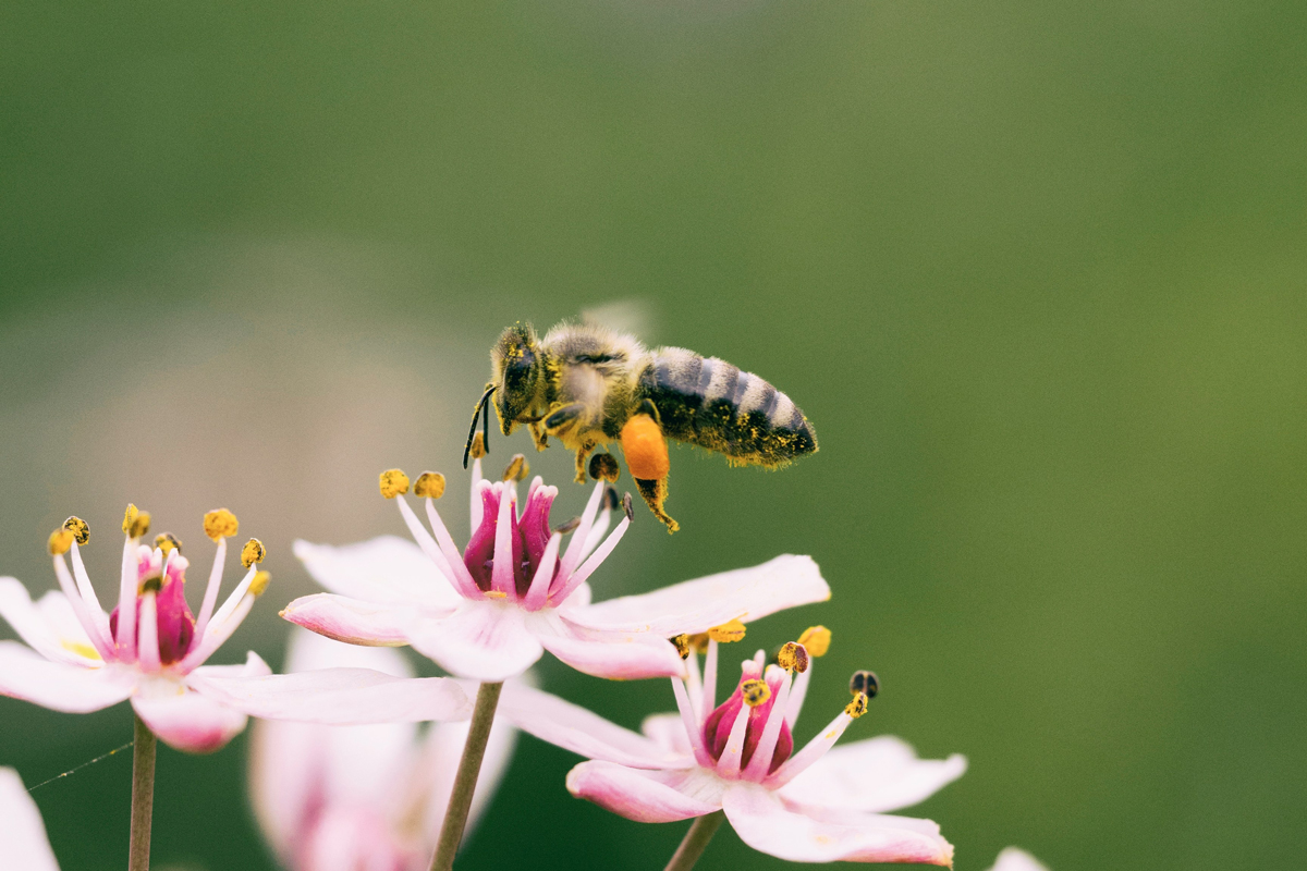 A close-up image of a bee hovering over a pink flower