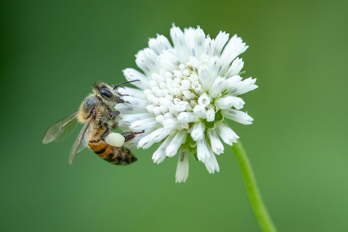 A bee clinging to a white flower
