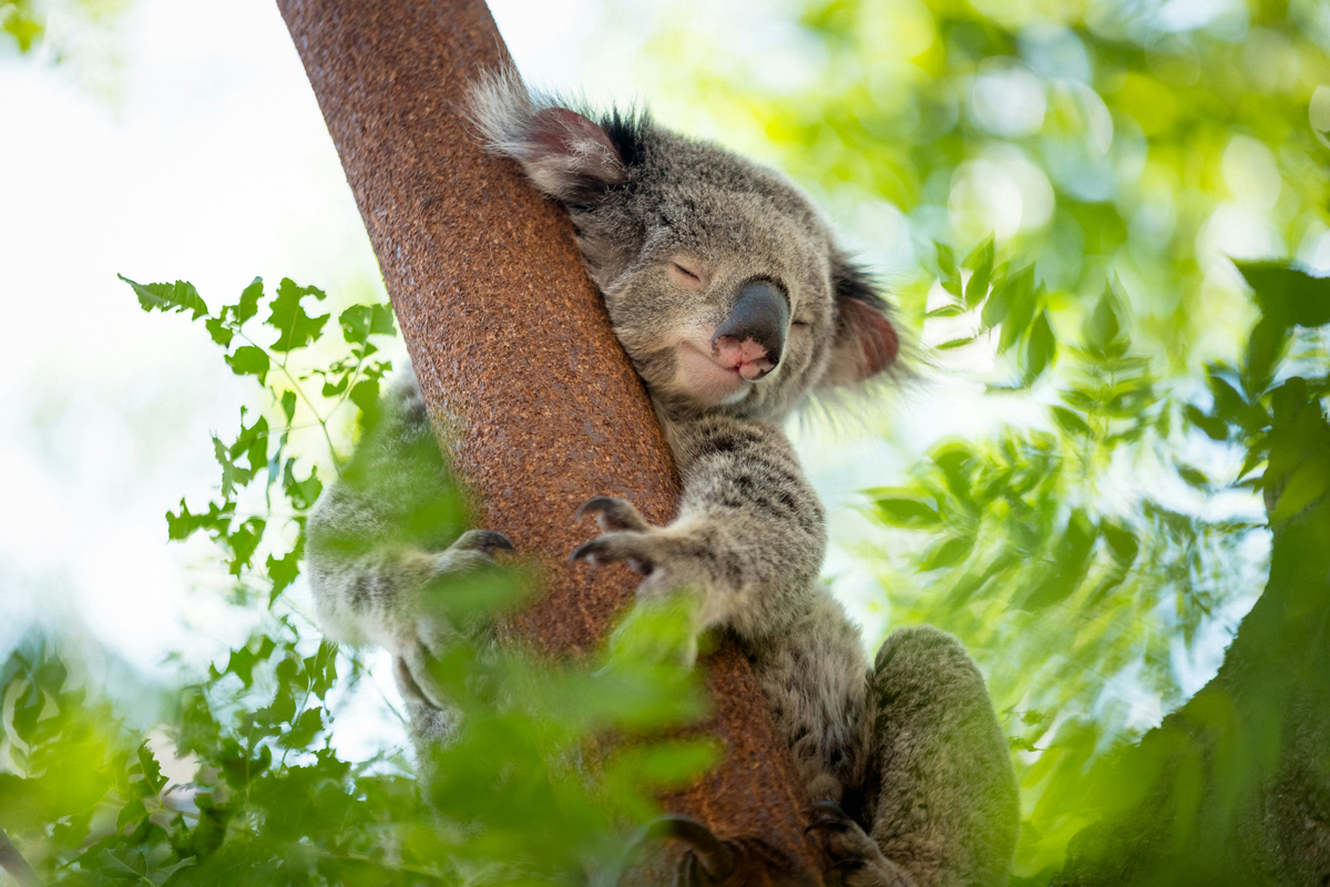 A close up of a sleeping koala hugging a tree limb