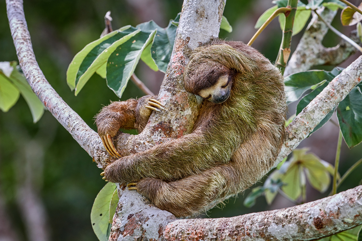 A picture of a sleeping sloth curled around a tree branch