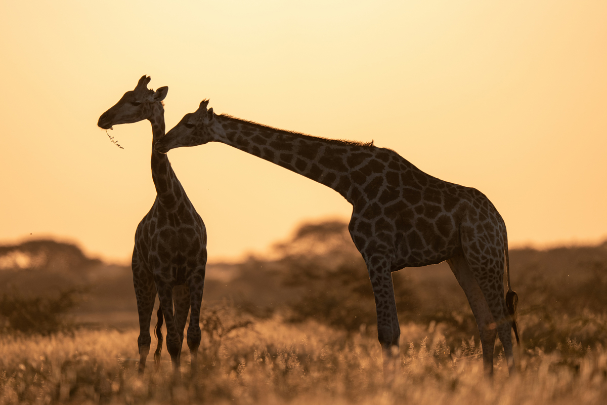 A shadowy silhouette of two giraffes at sunset on the savannah