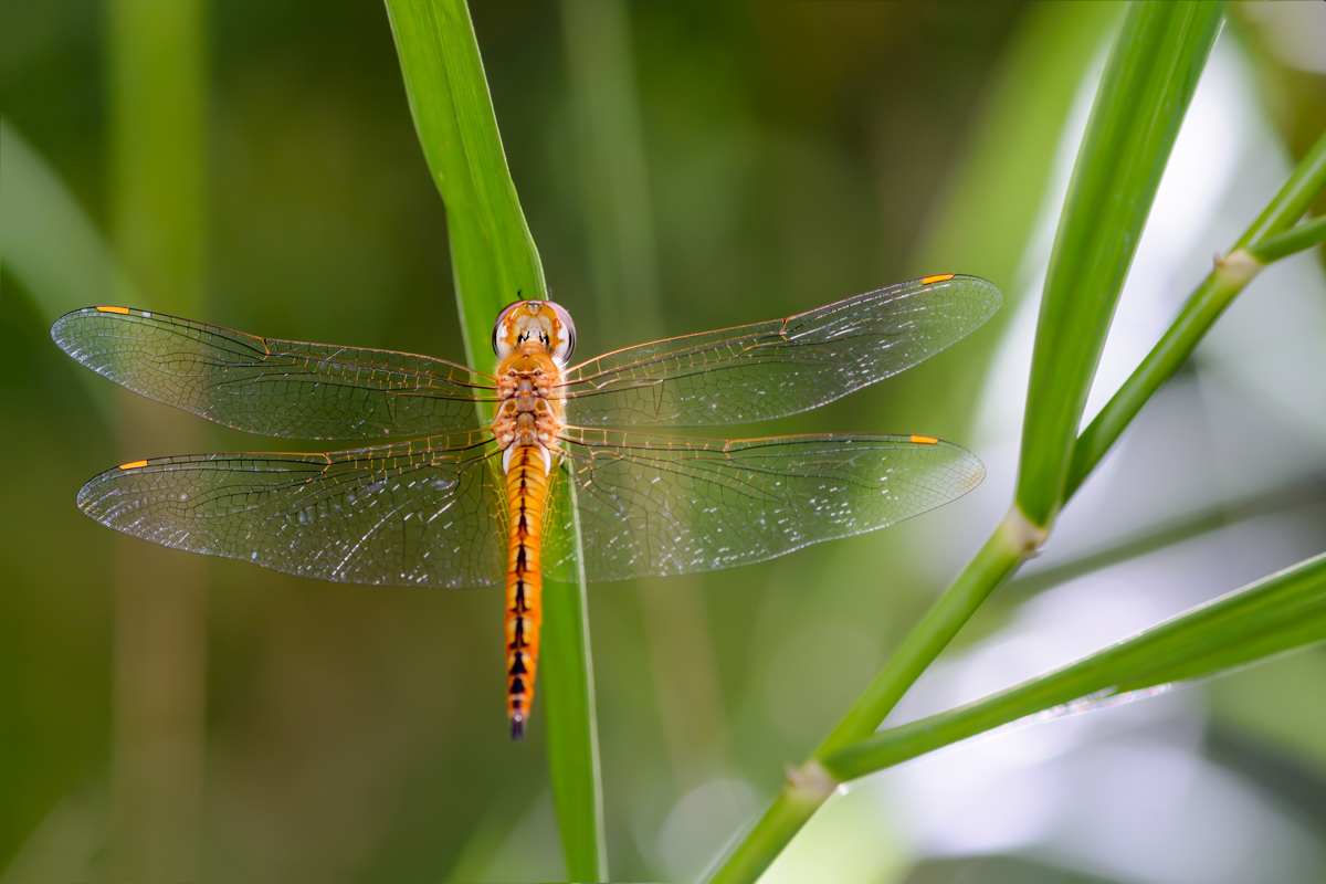 A close-up image of an orange dragonfly in flight against green leaves