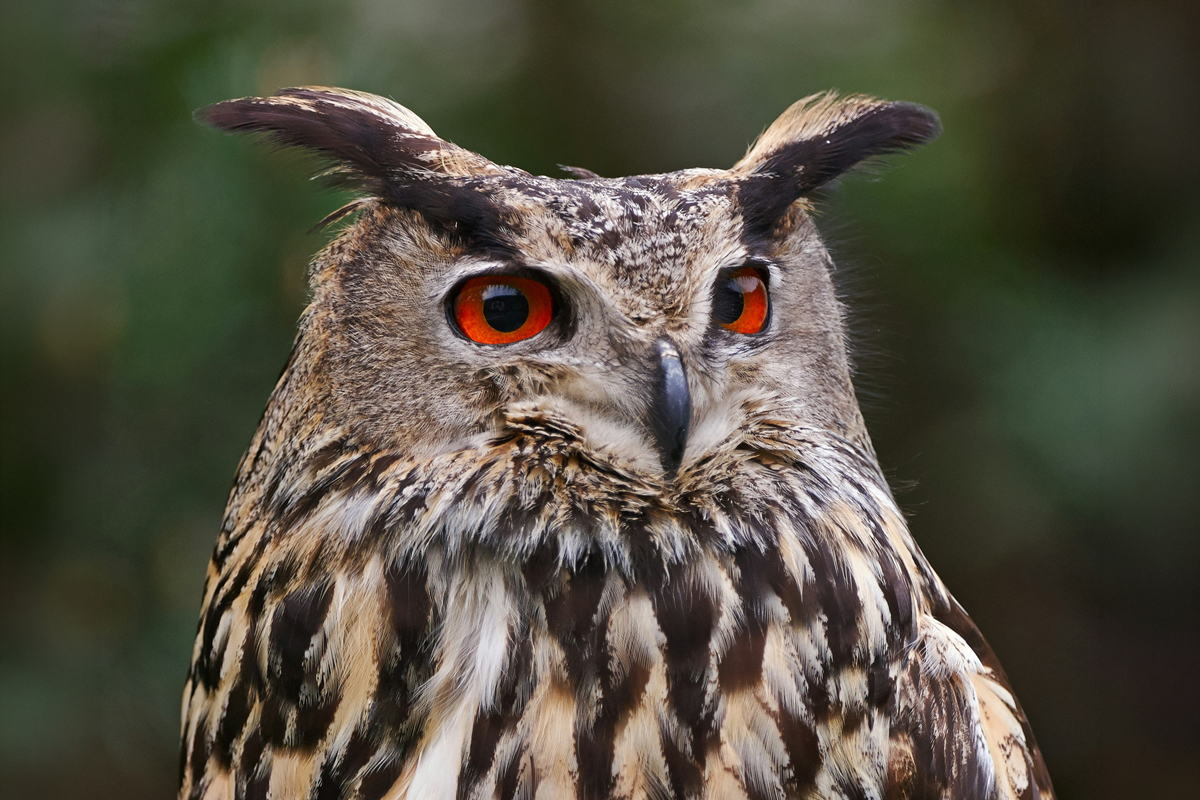 Close-up of great horned owl