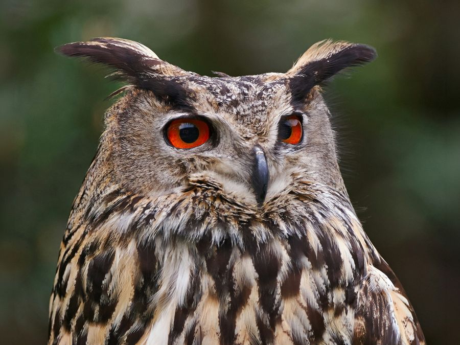 6 Animals That Live Almost Entirely Alone