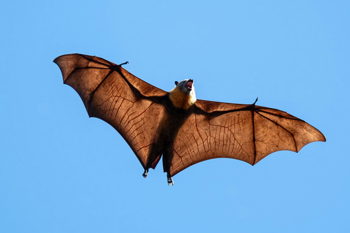 A picture of a bat in flight against a blue sky