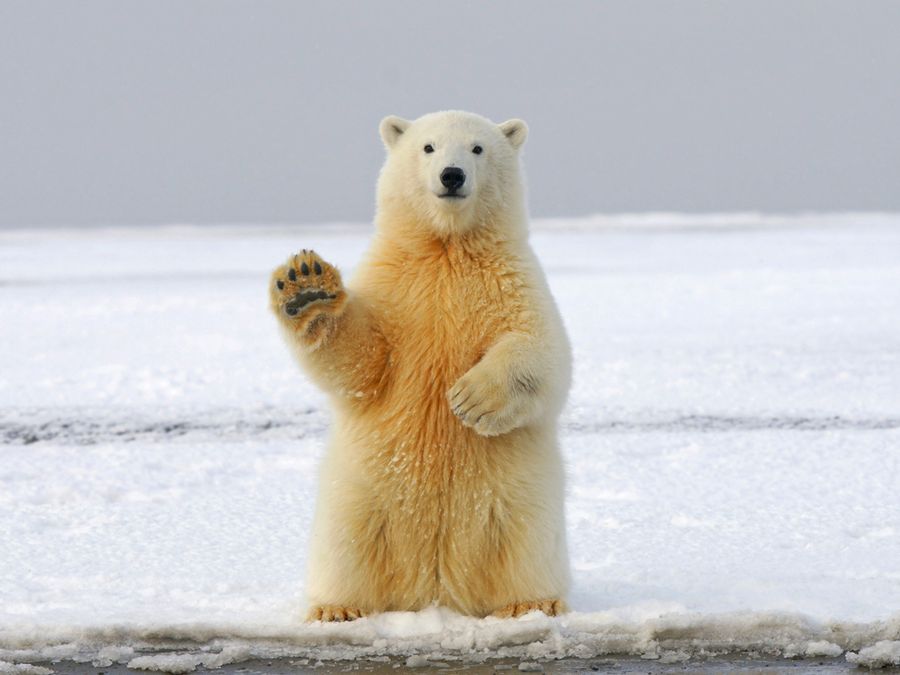 How Are Bear Species Different?