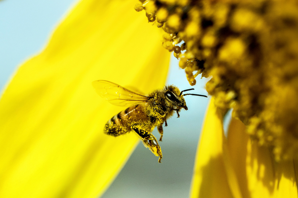 A bumblebee hovering beneath the petals of a yellow flower