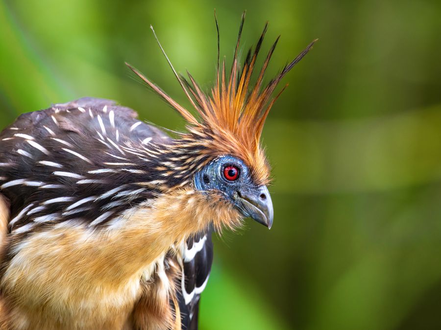5 Birds With Clever Survival Tricks