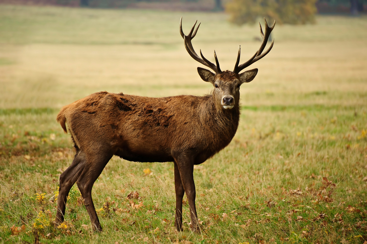 Deer standing in a grassy area