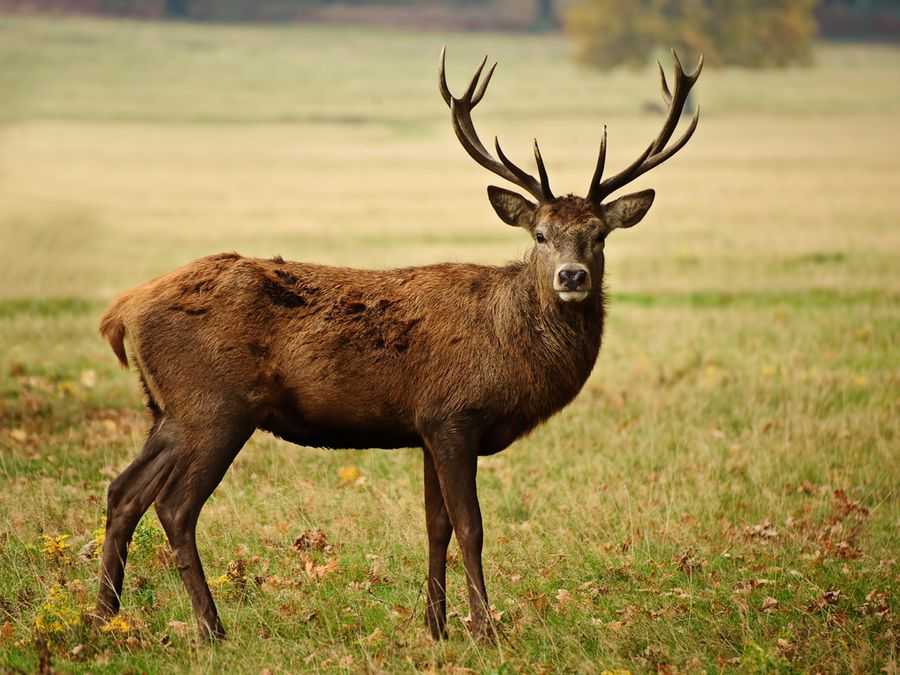 The Animals That Can Regrow Lost Body Parts