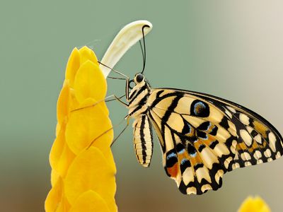 Butterflies Are Grosser Than You Think