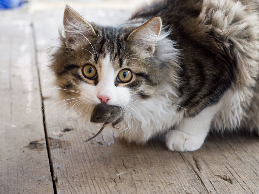 Why Cats Bring You Dead Animals