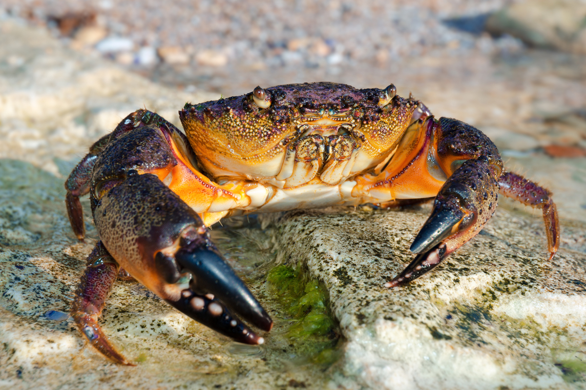 A picture of a stone crab on the beach