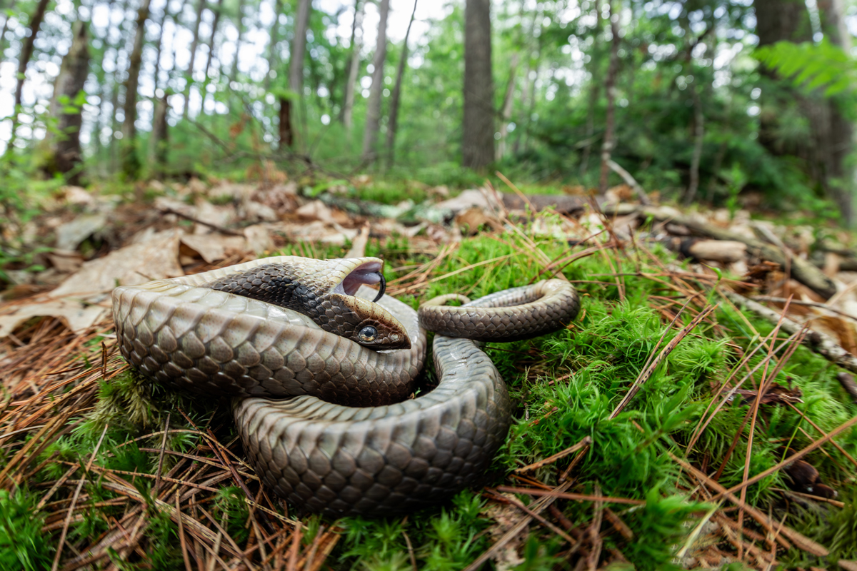 Snake playing dead