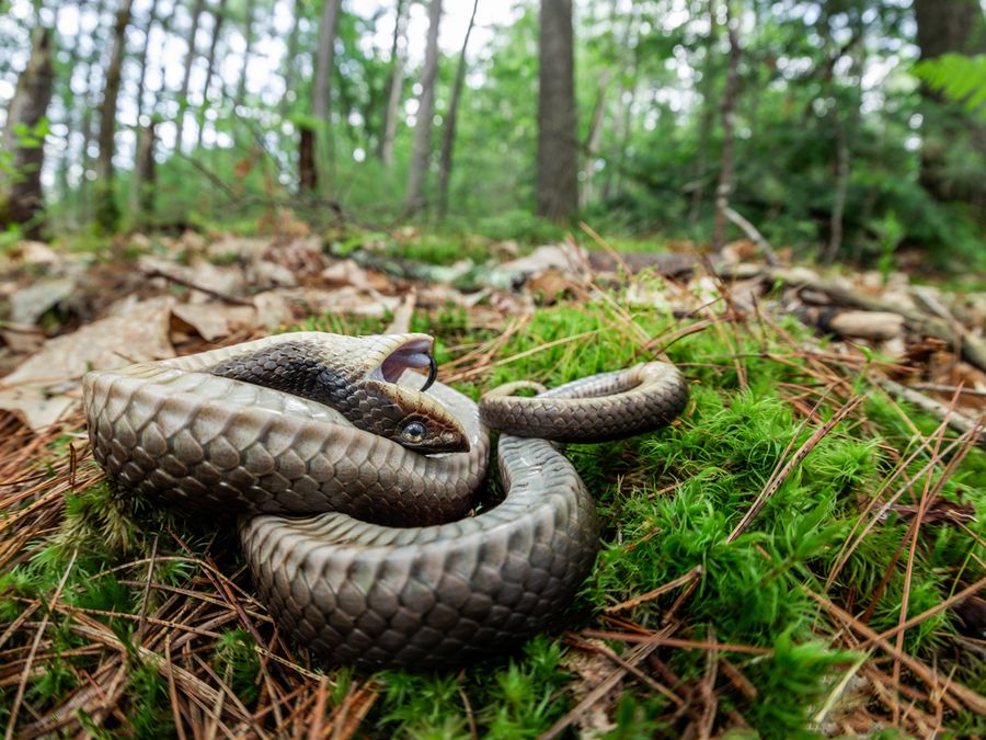 What It Means for an Animal To “Play Dead” 