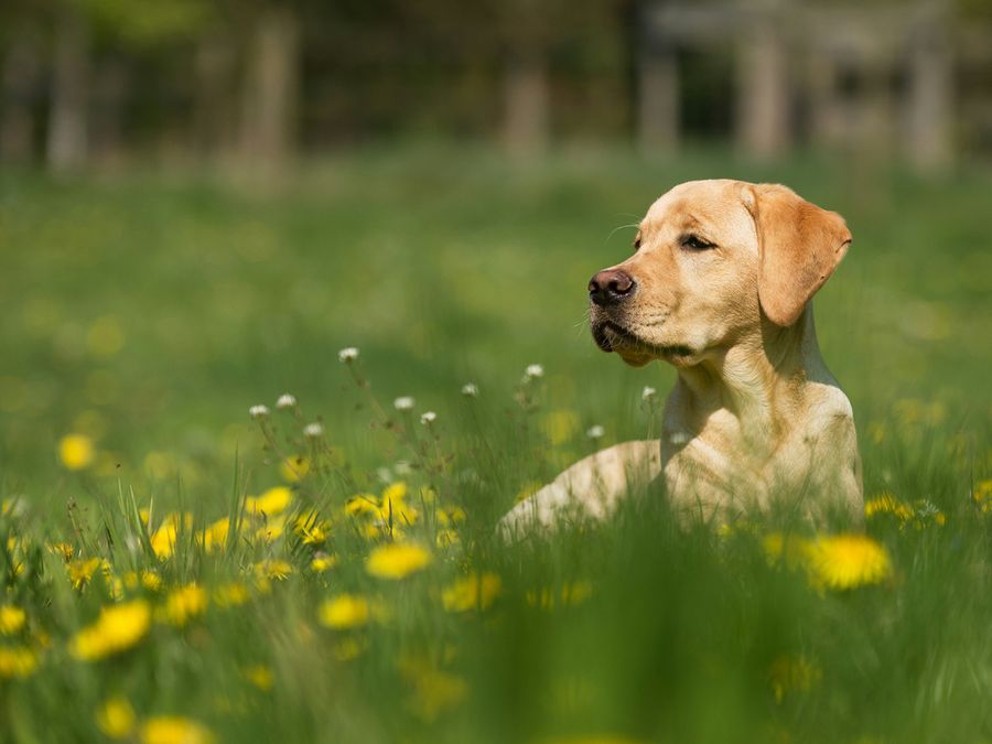 The Complex Anatomy of a Dog’s Nose