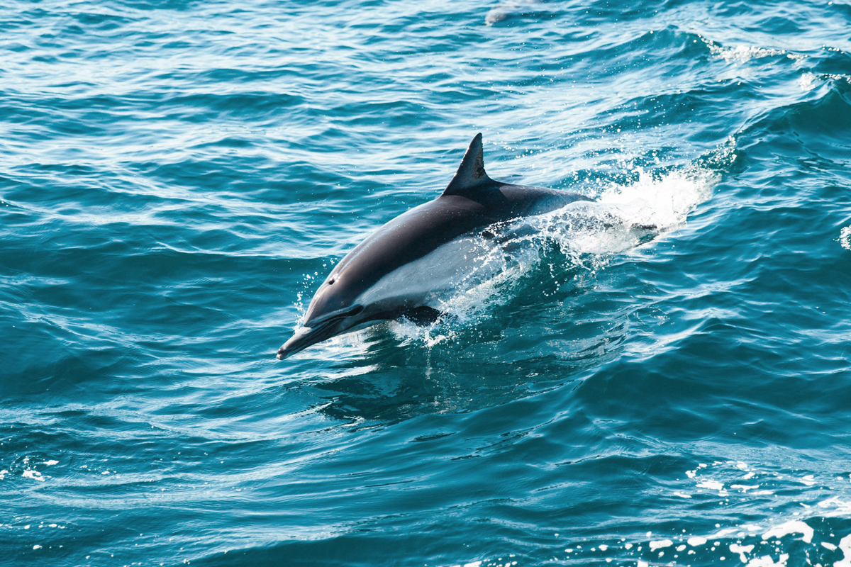 A picture of a grey dolphin with half of its body coming out of the ocean