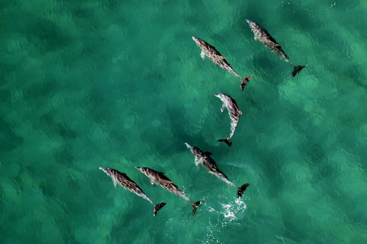 An aerial view of a pod of dolphins swimming in blue-green water